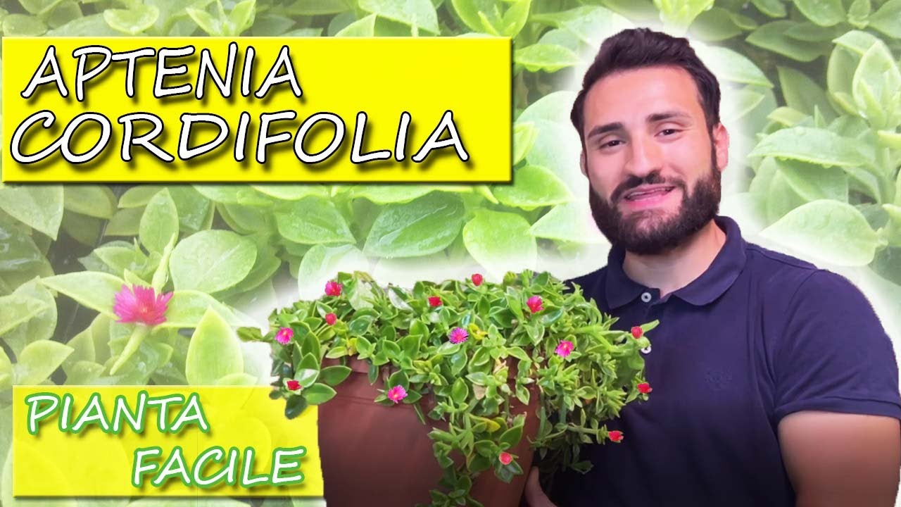APTENIA Cordifolia | pianta FACILE, succulenta, RICADENTE con FIORI |