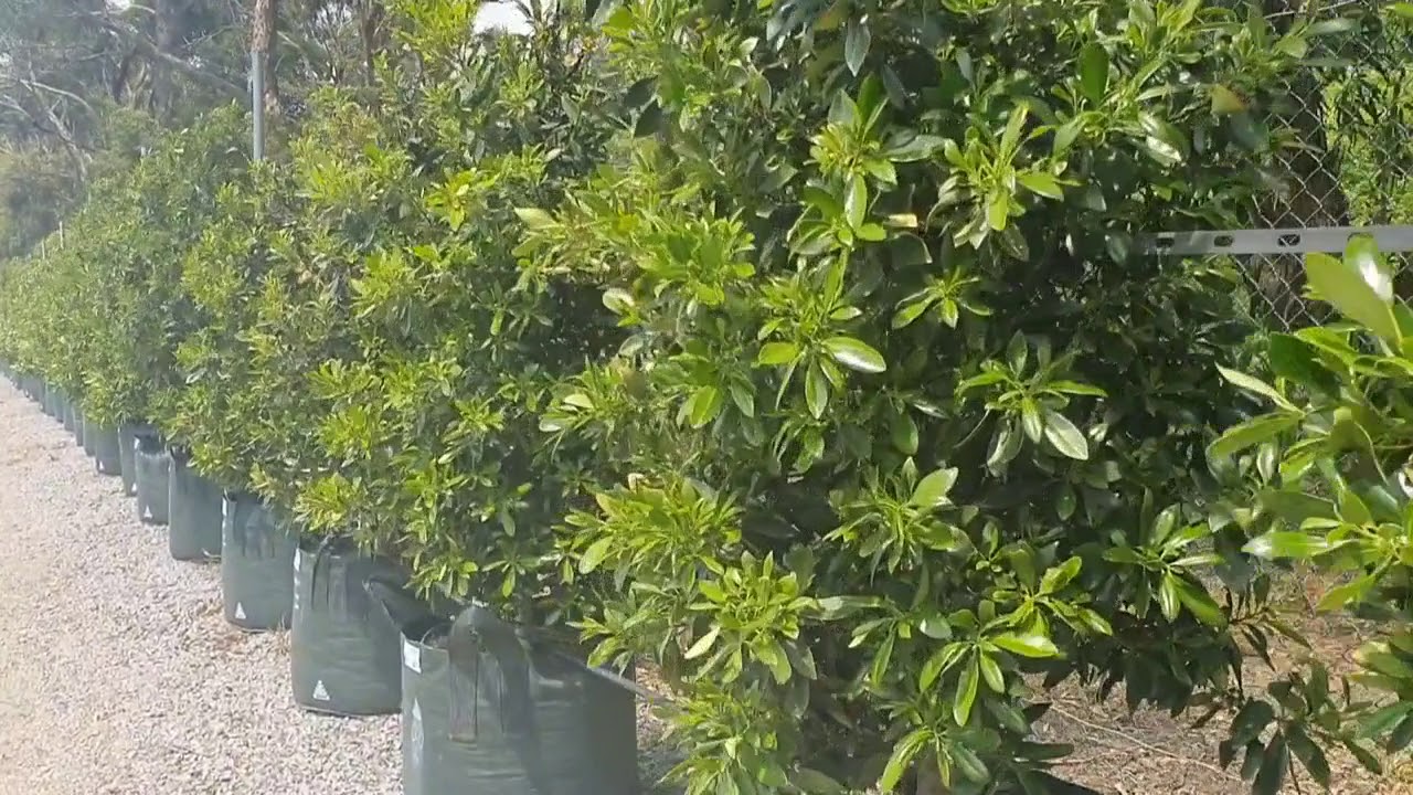 Make immediate impact with Tristaniopsis laurina 150L (2.5-3.0m)