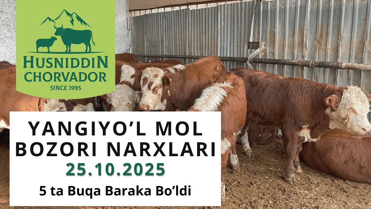 Yangiyo'l Mol Bozori 25.10.2025 - 5 ta Buqa oldik Chorvador Husniddin