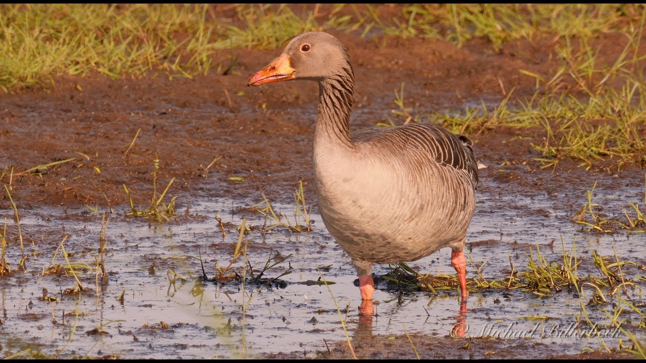 Greylag Goose (Anser anser) / Graugans [2]