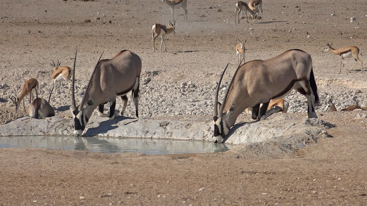 Namibia 2016:     The Waterholes of Central Etosha
