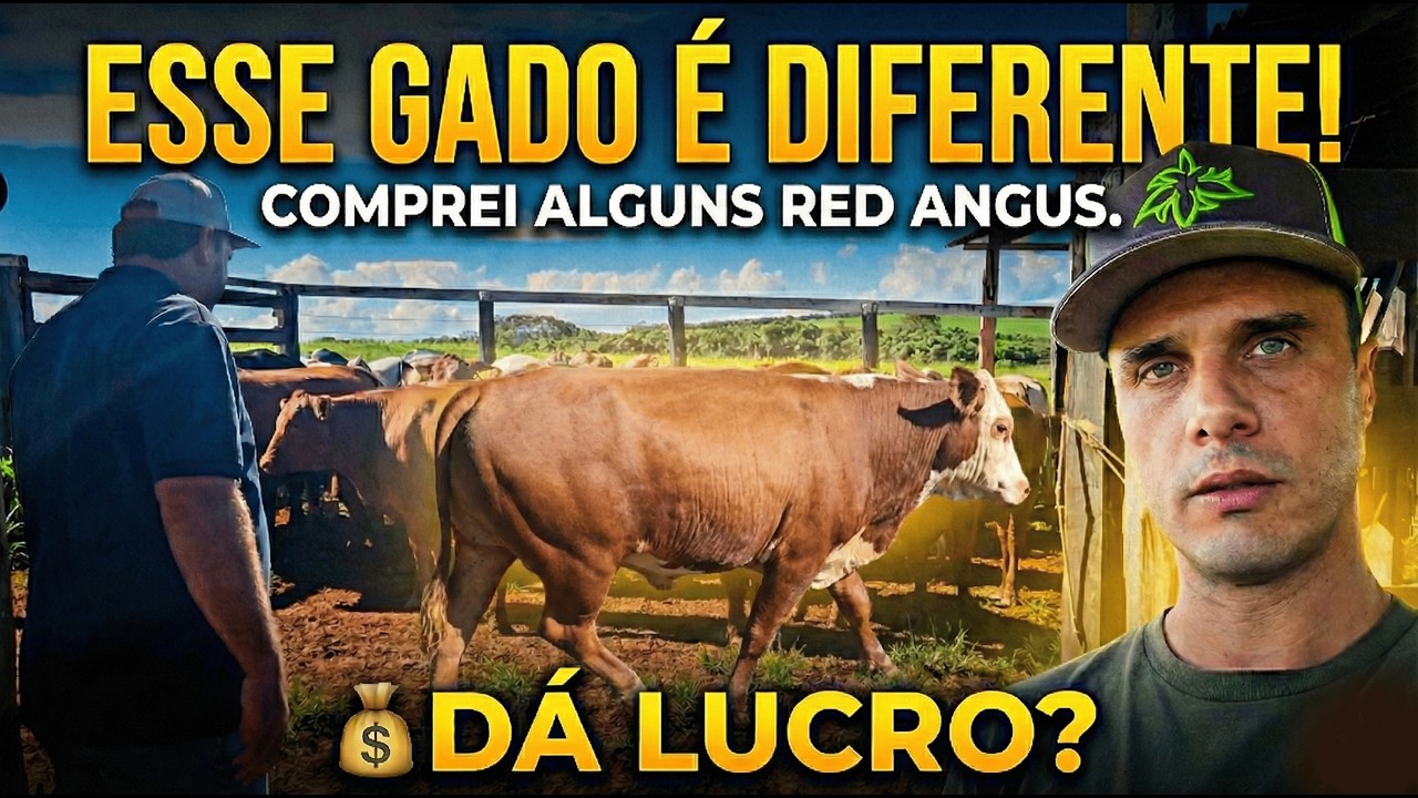 INVESTIMENTO PESADO! FECHEI A ENERGIA SOLAR DO CONFINAMENTO