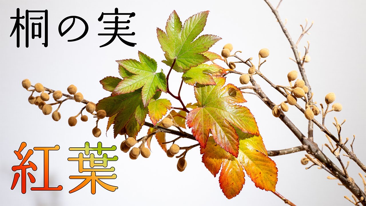 晩秋から初冬にかけての美しいなげいれ花2作品で彩る季節の移ろい【紅葉と桐の実の生け花】