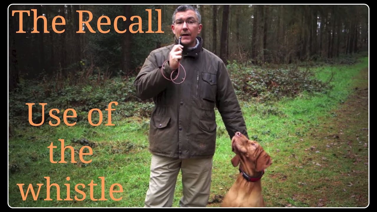Подзыв собаки и эффективное использование свистка