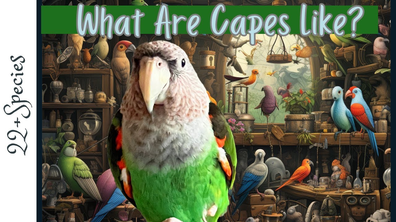 Какие капские попугаи в качестве домашних животных? | #parrot_bliss #bird #parrot