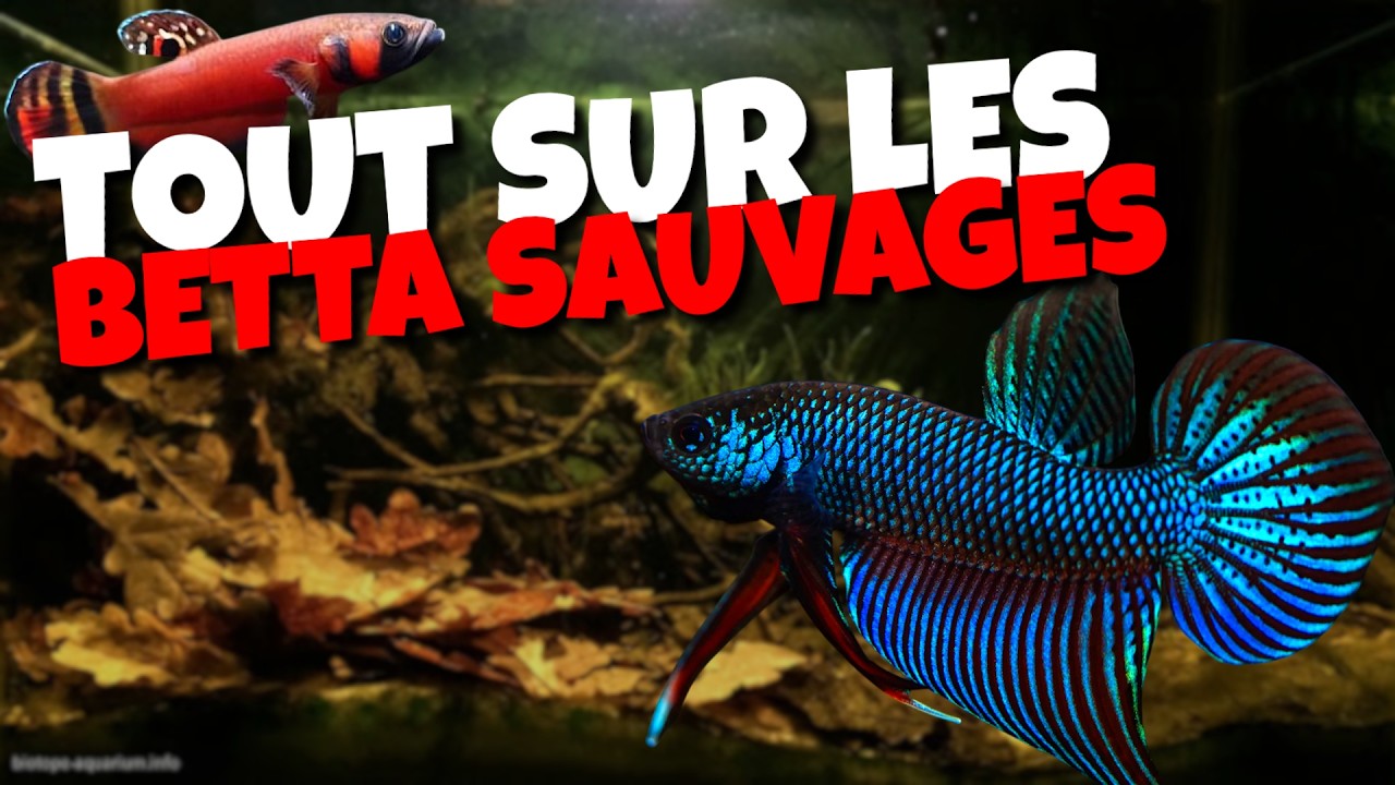 Tout savoir sur les 90 BETTA SAUVAGES ! : Entretien et Reproduction !