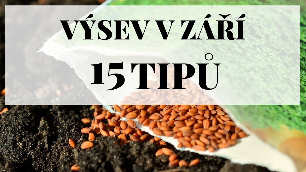 Výsev zeleniny v září - 15 tipů, co lze v září vysévat