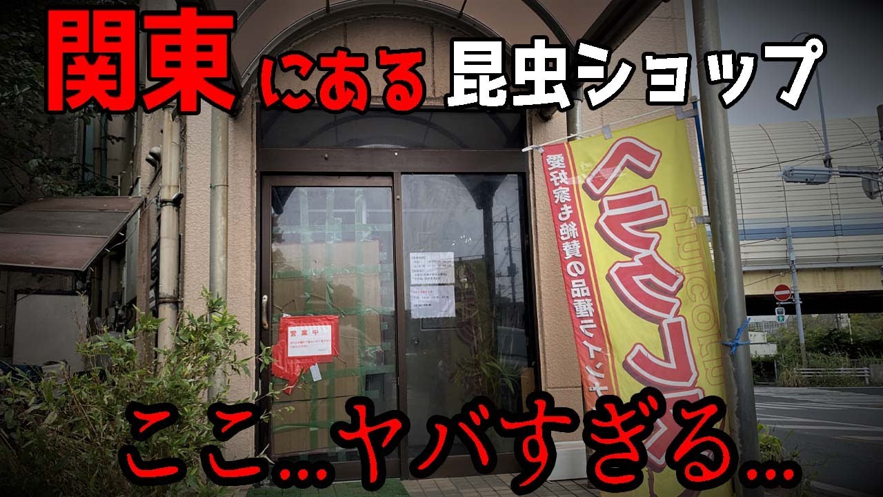 クワカブを扱う昆虫ショップの店長...さすがに毎回ヤバすぎるでしょ...