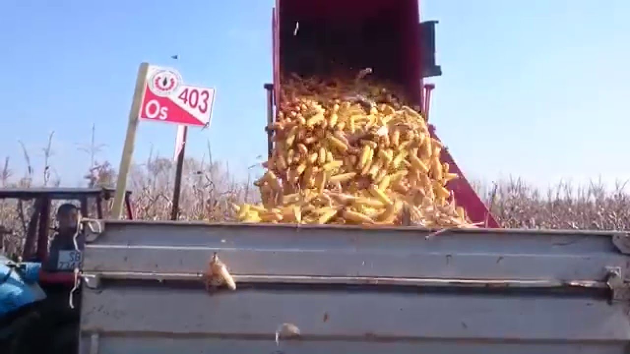 Zetor 50 Super + IMT 539 - Berba kukuruza / Picking corn