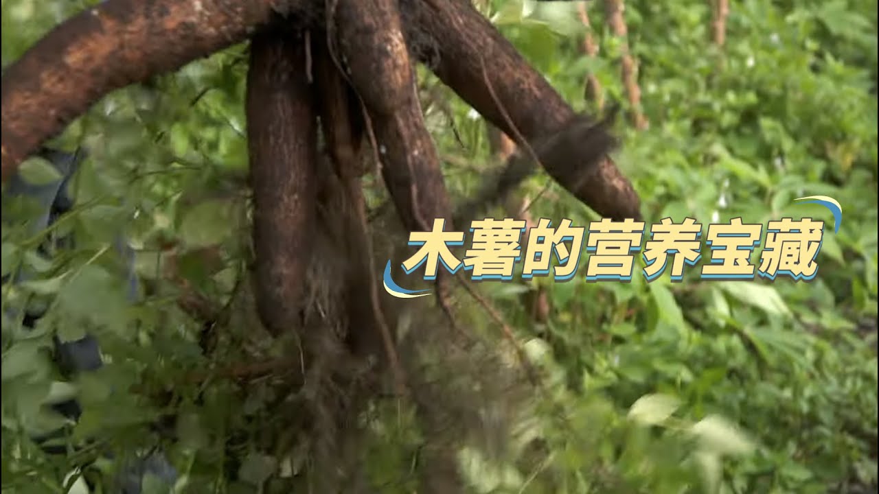 【生产者 Food Producers S2】木薯的种植与美味食谱：一起看看杨家的种植之道