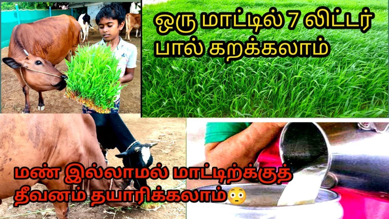 மண் இல்லாமல் மாட்டுக்கு தீவனம் தயாரிப்பது எப்படி/ hydroponics method in tamil