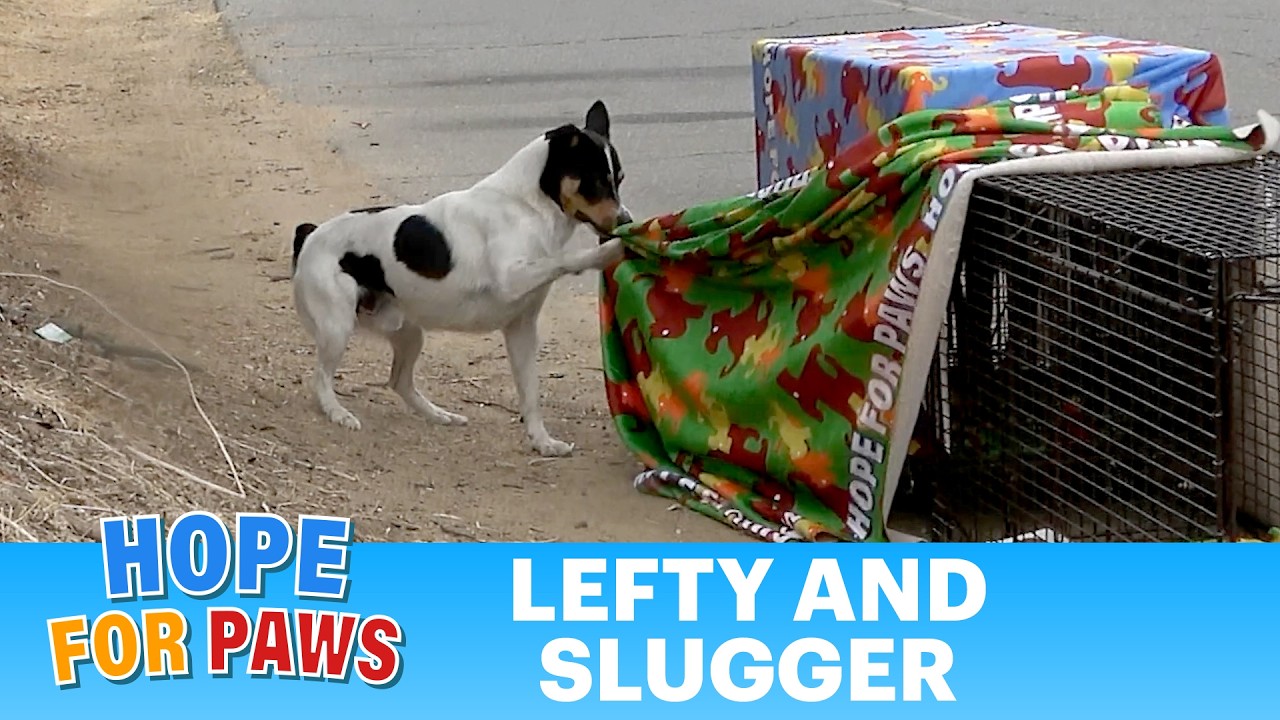 Weird behavior I have never seen on a dog rescue. 🤔🤔🤔