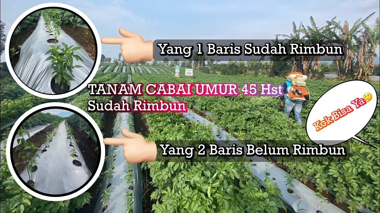 Perbandingan tanam Cabai 1 baris dengan 2 baris ❗️#petanimuda #petani #petanimilenial #kerinci