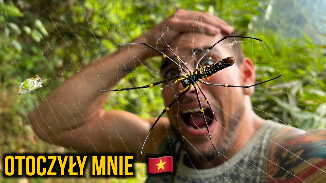 Las GIGA PAJĄKÓW, i NAJDZIWNIEJSZY poranek  🤯