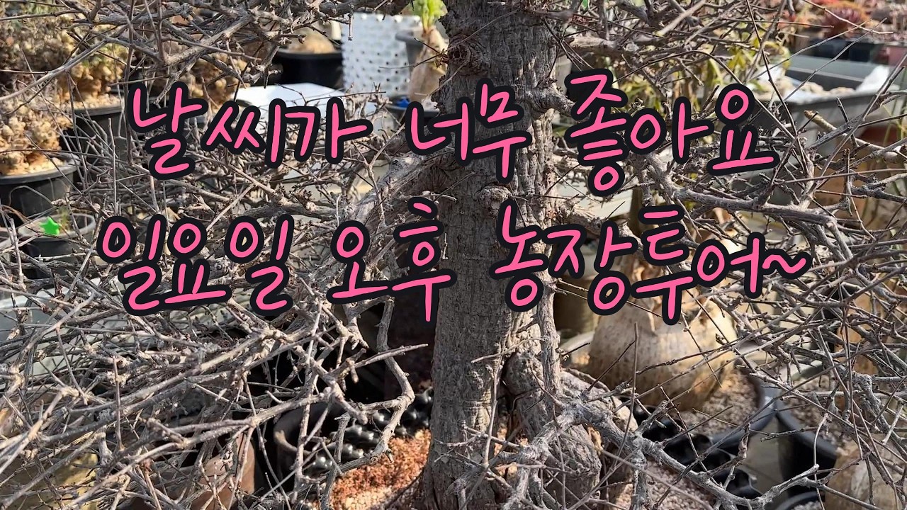 [농장투어] 날씨가 다 했습니다 ☀️ 봄 햇살 가득한 아프리카식물관 온실 산책 (힐링하고 가세요) #아프리카식물 #희귀식물 #수입식물