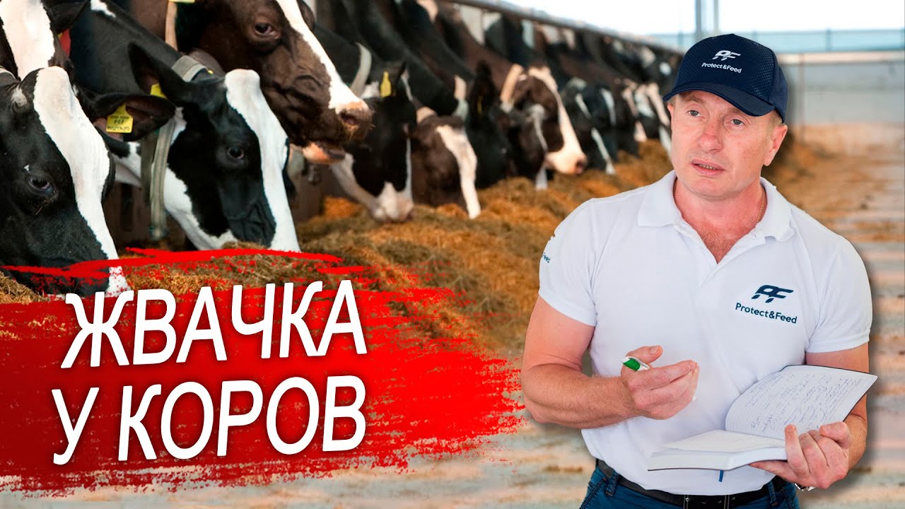 Жвачка у коровы. Пищеварение коровы.