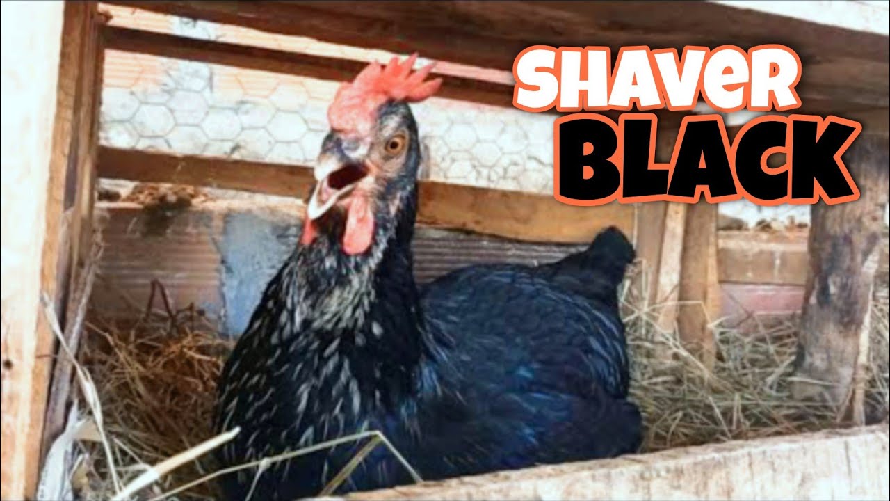 Gallinas SHAVER BLACK | La mejor gallina ponedora!