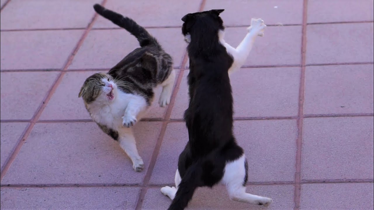 Vicious Cat Fight Caught On Camera | 4K