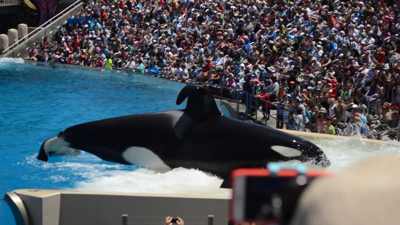 One Ocean SeaWorld San Diego Orca Show (8/9/2016)