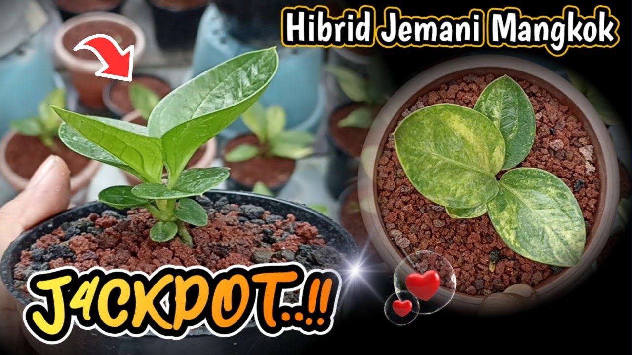 J4CKPOT NIH..!! HIBRID JEMANI MANGKOK | REVIEW ANTHURIUM JEMANI