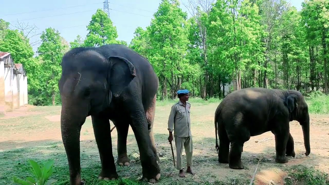 Ormanjhi zoo Ranchi || Jharkhand ||  Bhagwan Birsa biological Park || Inside View ||