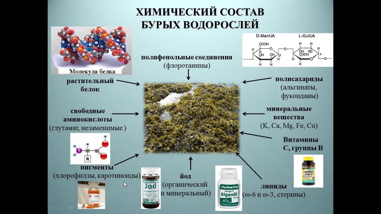 Морские водоросли - источник лекарств будущего от вирусных заболеваний