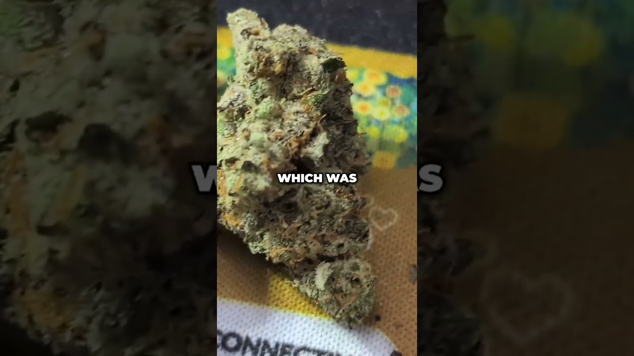 Cheetah Piss Strain: The Dank Homage You NEED to Know!