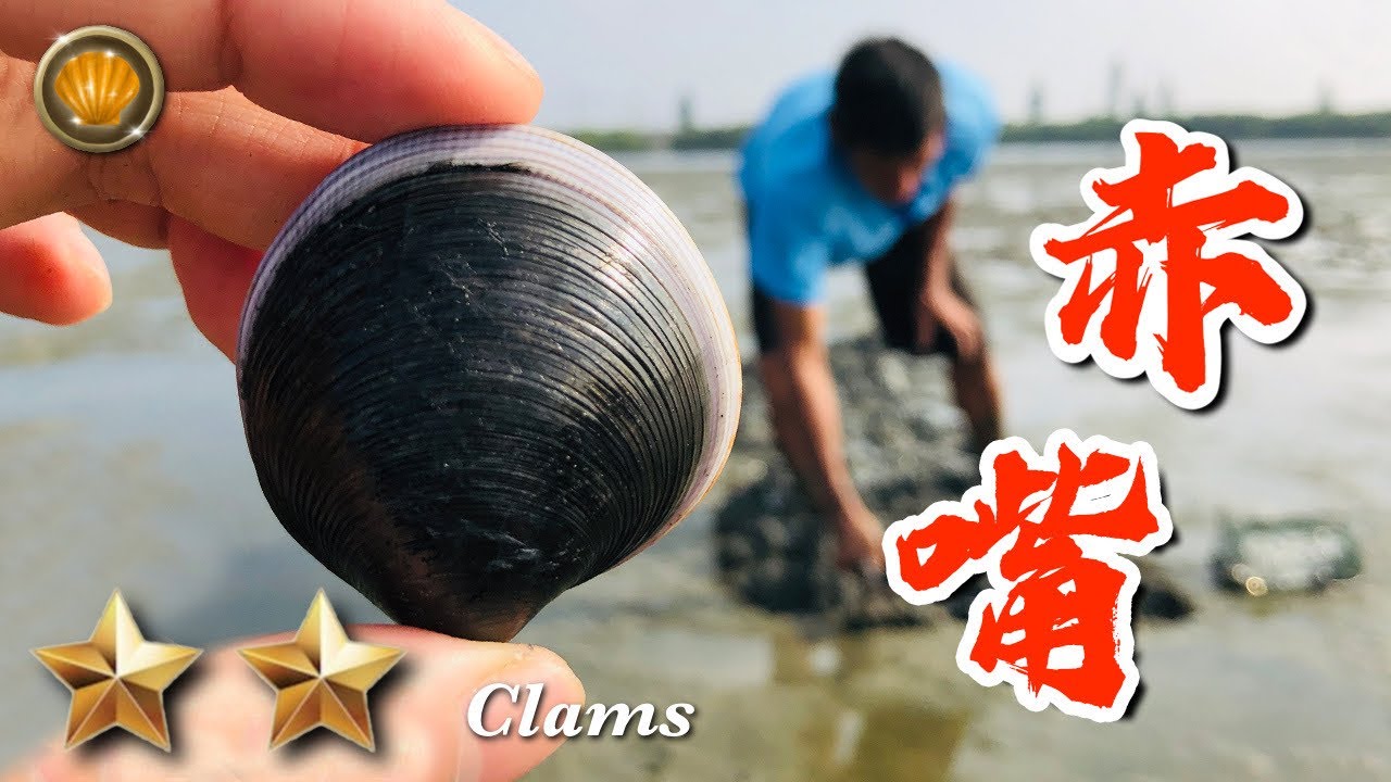 野味第4集 | 赤嘴仔 | 烤赤嘴蛤 | Cyclina sinensis | 萍哥Pinger