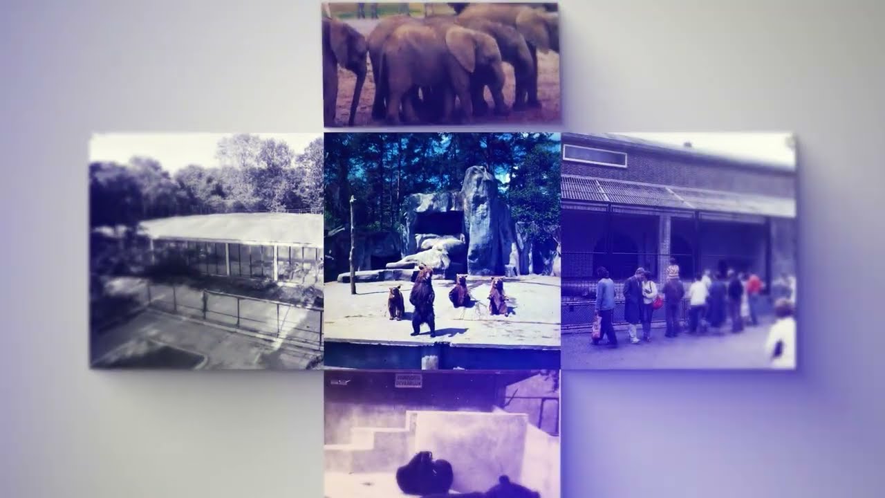 Terugblik:  Blijdorp - Dino tentoonstelling 1992