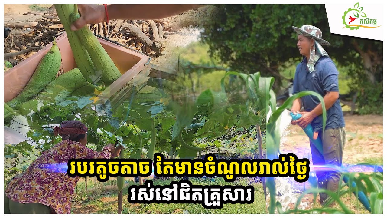 ធ្វើការនៅថៃជិត១០ឆ្នាំ ត្រលប់មកស្រុកដាំបន្លែចម្រុះជិត២០មុខ ដឹកលក់តាមភូមិ ១ថ្ងៃរកបាន២០-៣០ម៉ឺន៛