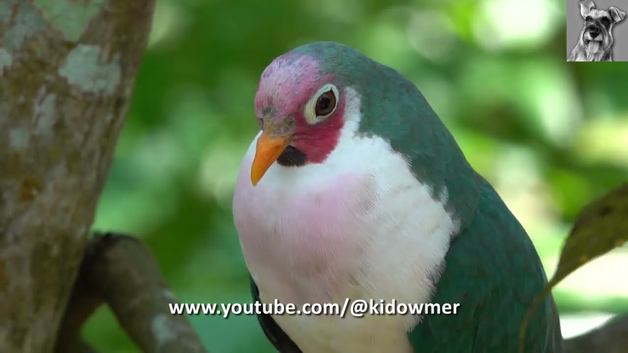 Bird Call: Male JAMBU FRUIT DOVE Cooing@Bird Paradise, Singapore