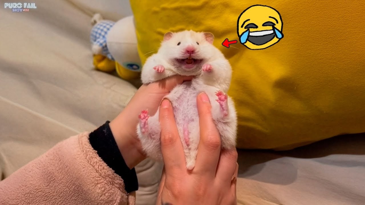 Funniest Animal Videos of the Week 😂 | Puro Fail Show #252