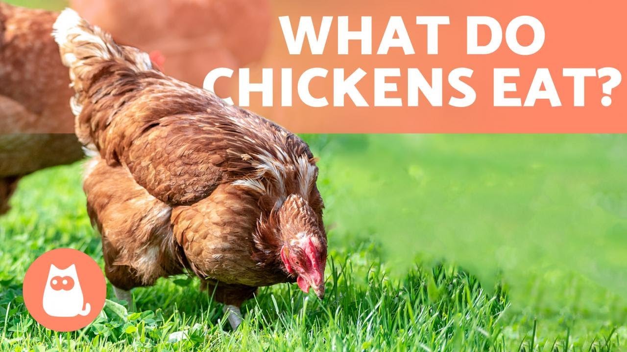What do CHICKENS Eat? - All About Feeding HENS