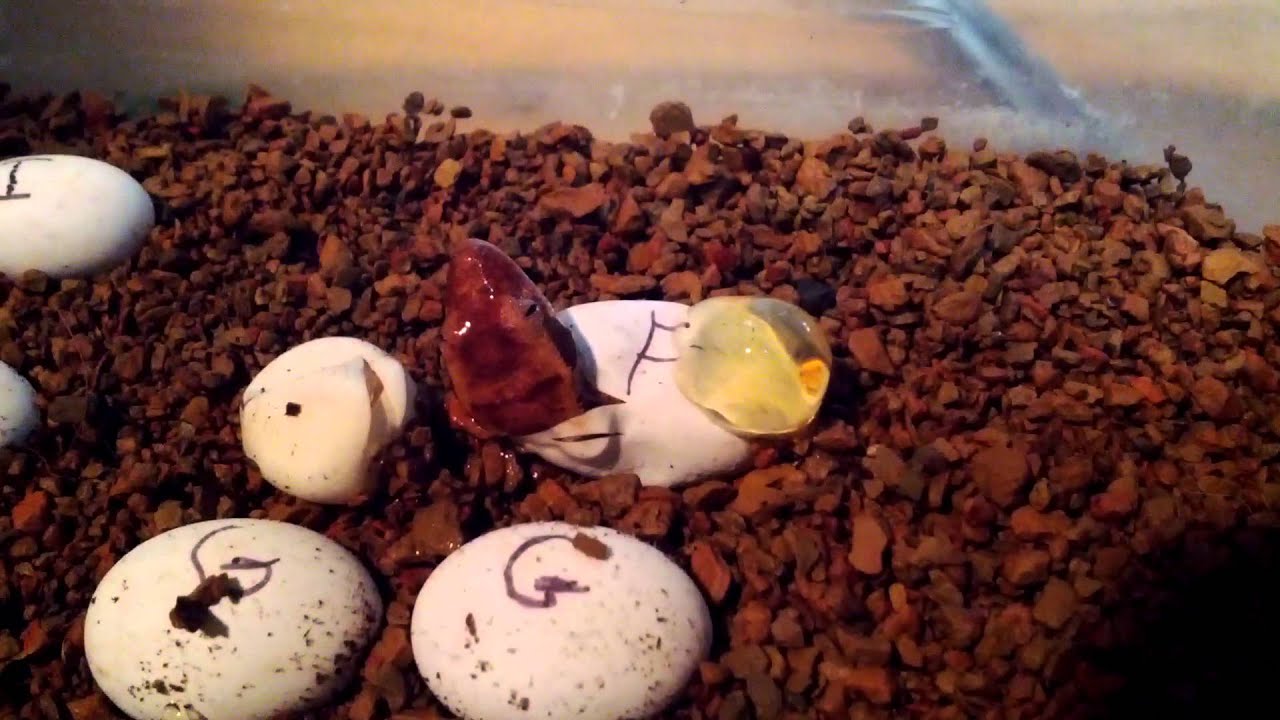 Crested gecko hatching