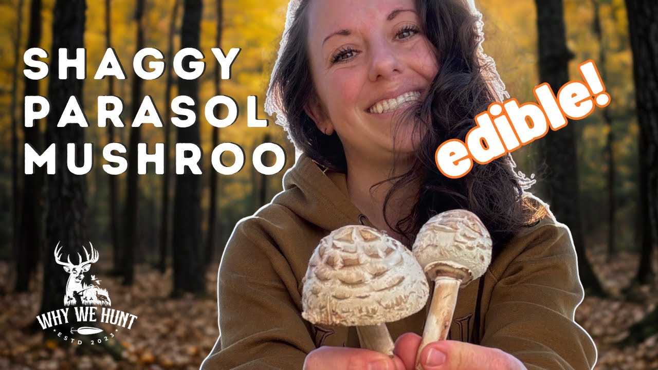 Finding, Identifying + Cooking Shaggy Parasol Mushrooms | Why We Hunt