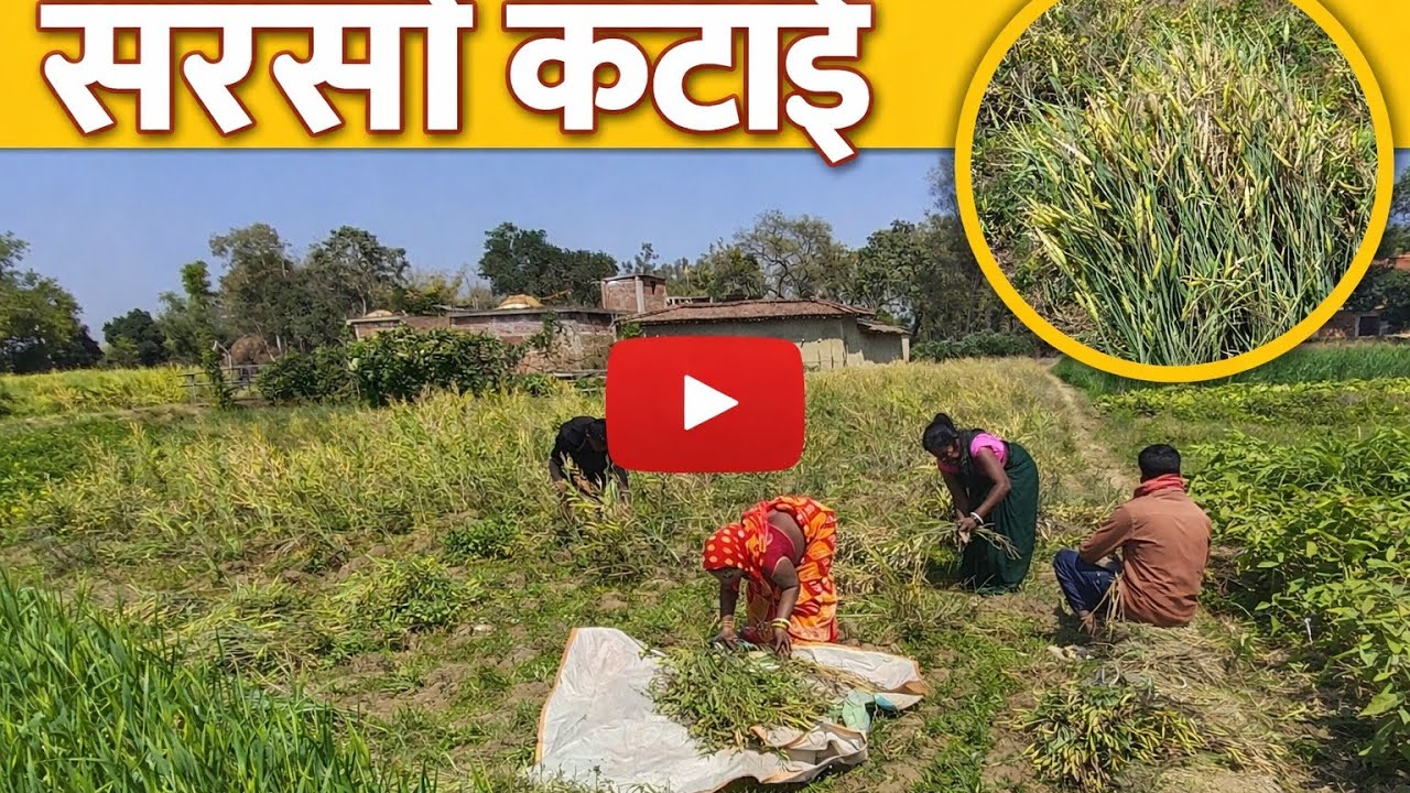 Sarson Katai | Mustard Harvest Process🌾किसान की ज़िंदगी | सरसों कटाई 2026?🌾