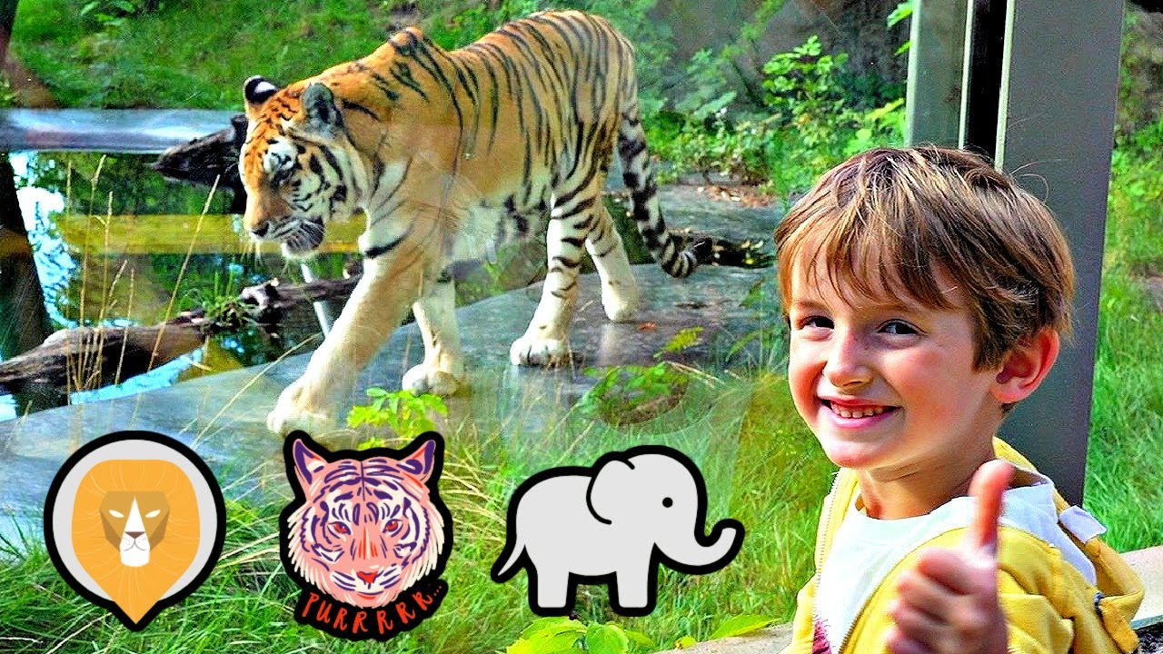 MARCEL W ZOO SPOTKANIE Z TYGRYSEM