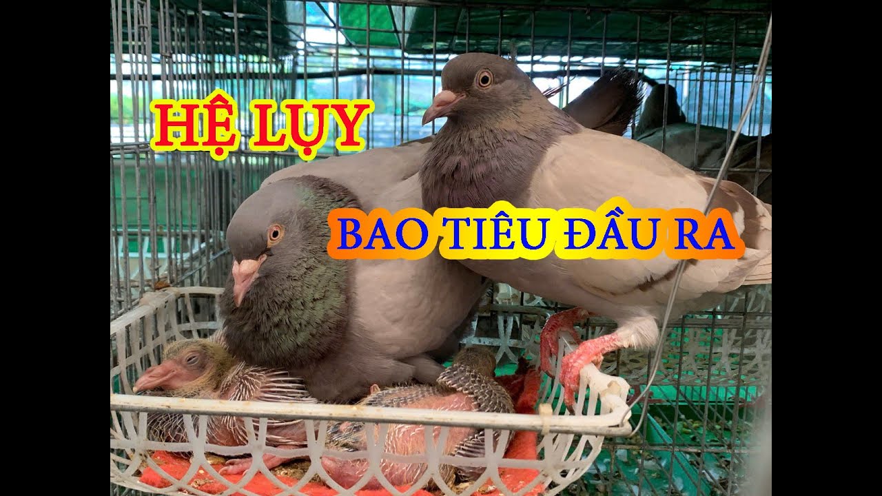 HỆ LỤY BAO TIÊU ĐẦU RA CHIM BỒ CÂU TITAN | NGƯỜI MỚI NUÔI NÊN XEM CẦN CÂN NHẮC KHÔNG M.ẤT SỔ ĐỎ