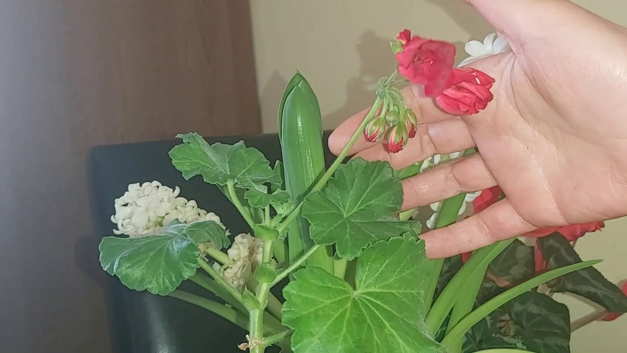 Najlepszy naw&oacute;z do pelargonii - drożdże