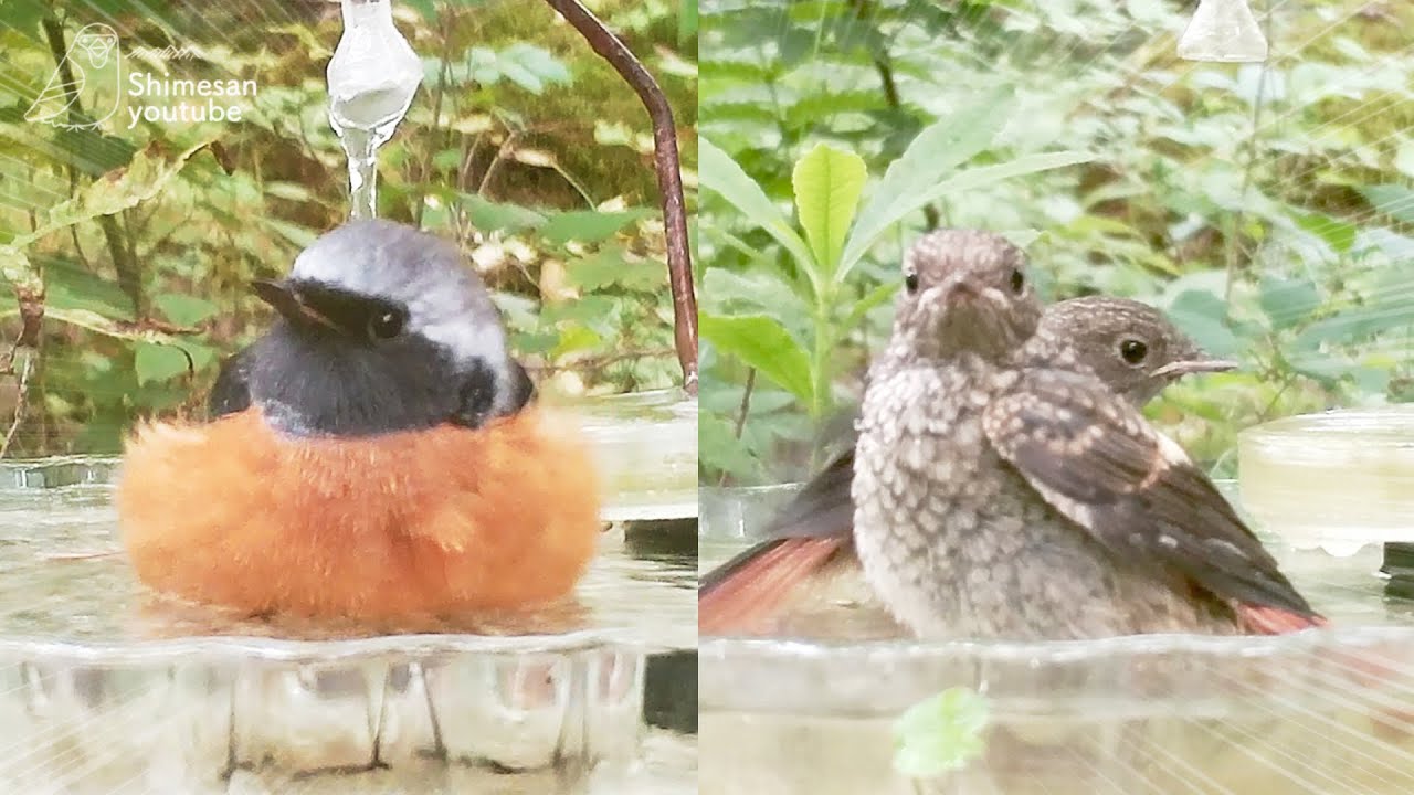 【巣箱観察その後】かわいい♥ジョウビタキの幼鳥→若鳥が水浴び