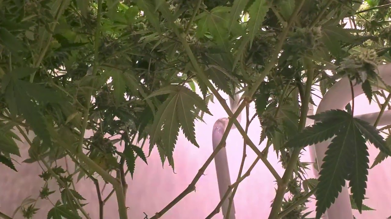 WEBBGRO 24/36 comparison. Week 7 of flower