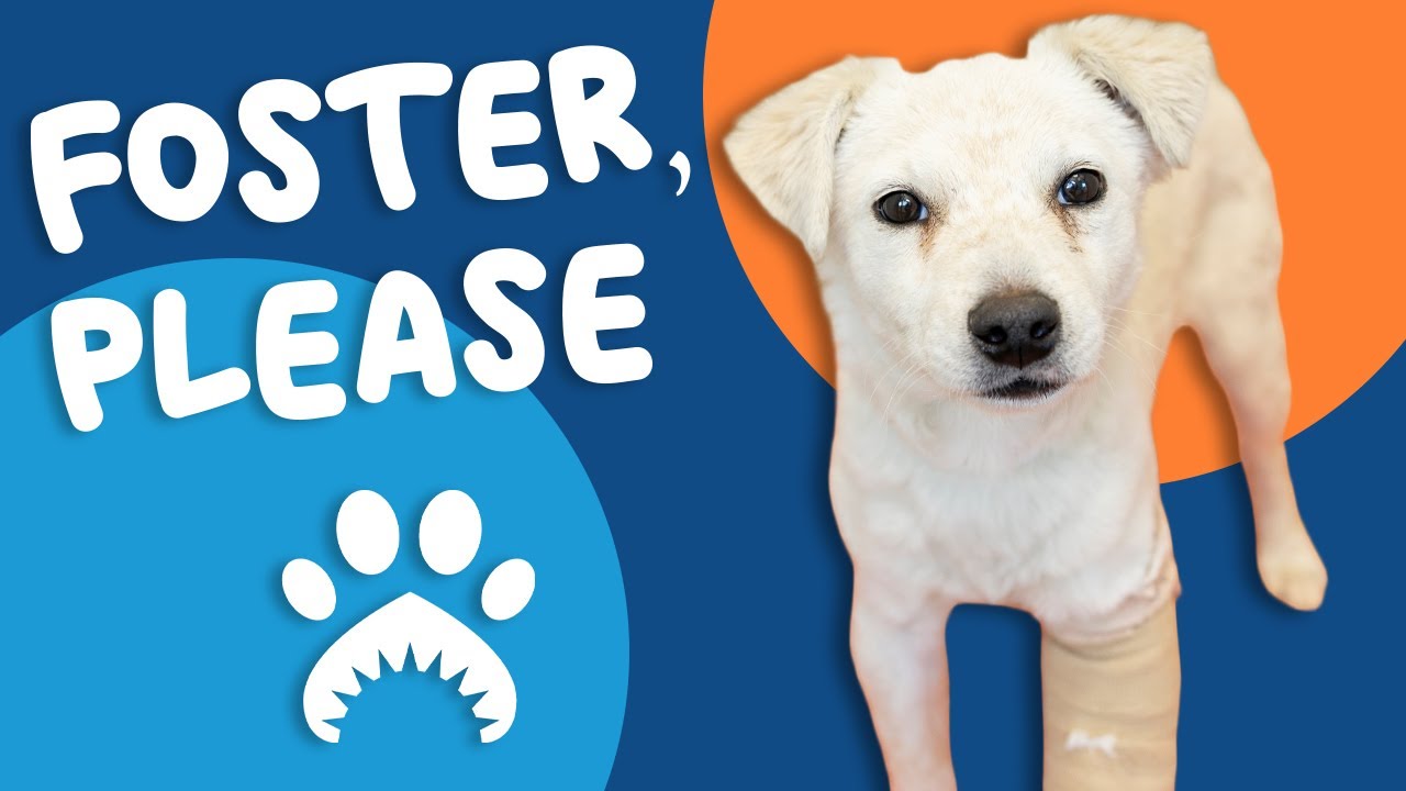 Foster, Please; New Year, New Pets That Need You!