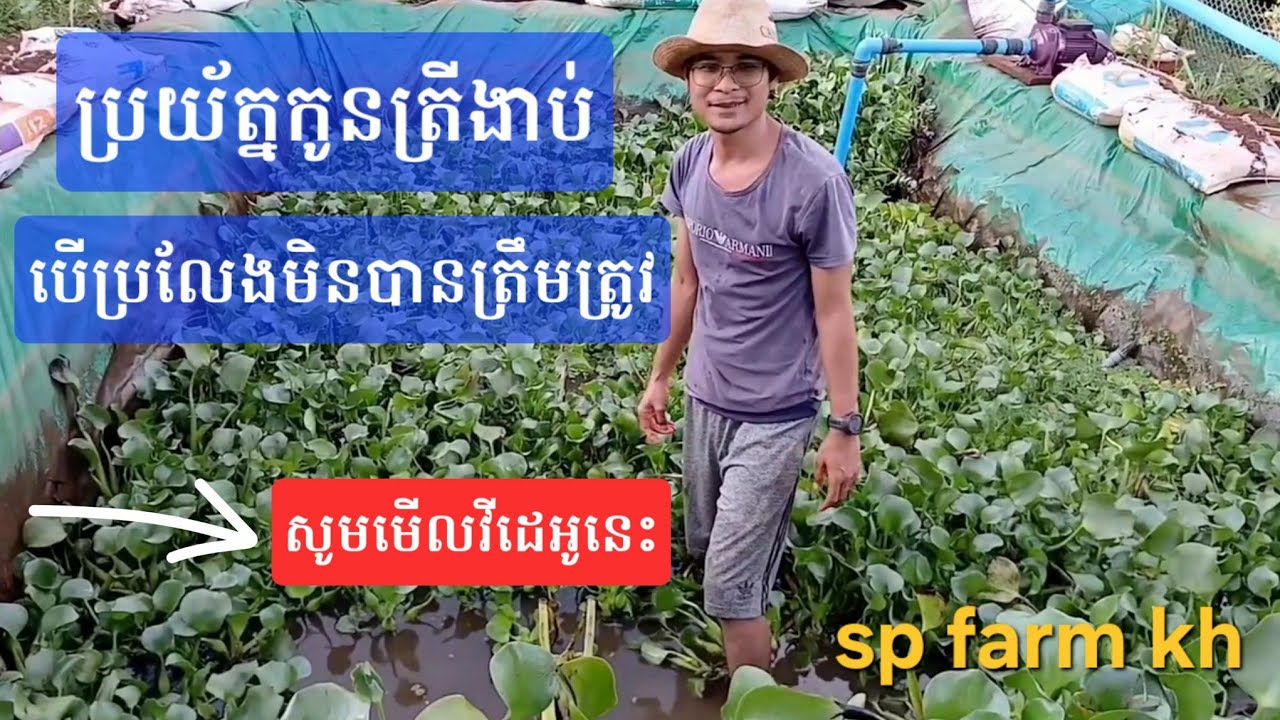 បច្ចេកទេសចិញ្ចឹមត្រី | របៀបប្រលែងកូនត្រីអោយបានត្រឹមត្រូវ សូមមើលវីដេអូឧទាហរណ៍