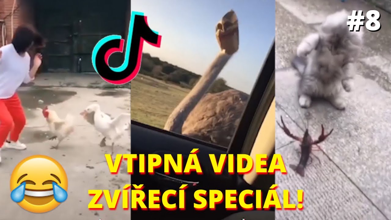 🤣VTIPN&Aacute; VIDEA: Zv&iacute;řec&iacute; speci&aacute;l! 😻 kočky, psi a ostatn&iacute; 🐶 Zkus se nesm&aacute;t Challenge! TikTok 2020 [#8]
