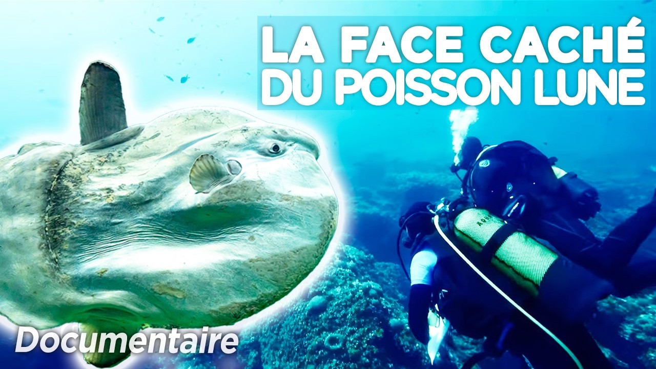 Poisson-Lune : d&eacute;couvrez les secrets de ce g&eacute;ant des mers - documentaire complet
