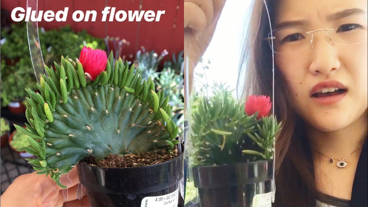 [LIVE] DISTURBING HOT GLUE ON CACTI TREND!