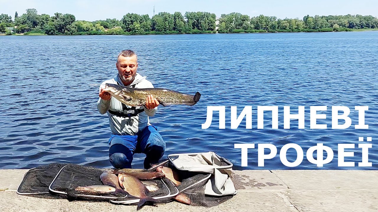 ЛИПНЕВІ ТРОФЕЇ!!! Така риболовля буває раз на рік. Соми і лящі обривають все. Фідер в центрі Києва.