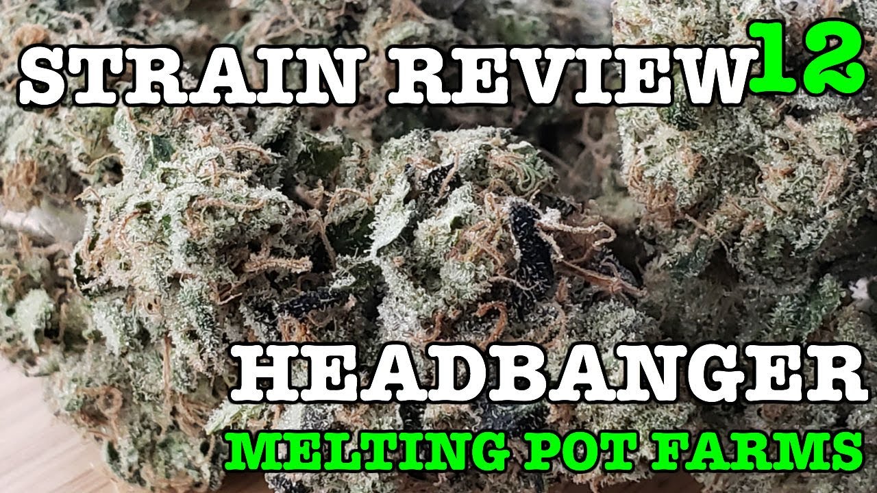 HEADBANGER STRAIN REVIEW 12 [ GROWERS ONLY CO ]