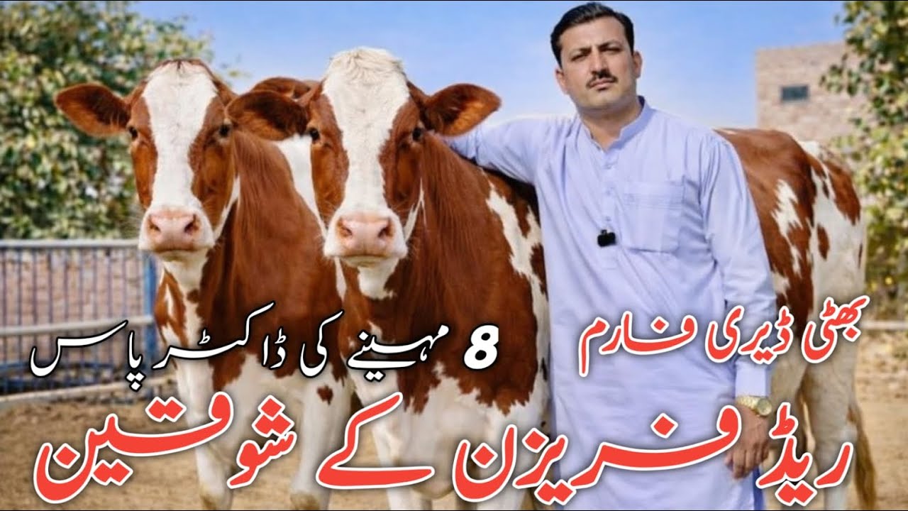 💯Bhatti Dairy Farm 💯Top class imported cows 😱Red Friesian cows😱#janibest 