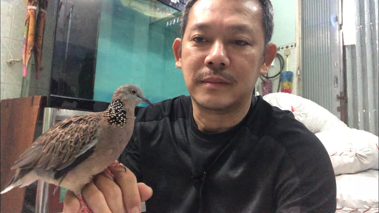 Mẹo nuôi Cu gáy khoẻ mạnh gáy căng, dạn người/Chim CuGáy